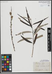Foto von Salix viminalis L.